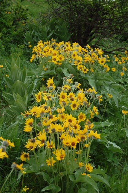 Balsamorhiza saggitata